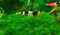 Crystal Black Shrimp Caridina cantonensis sp. "Black" grade S